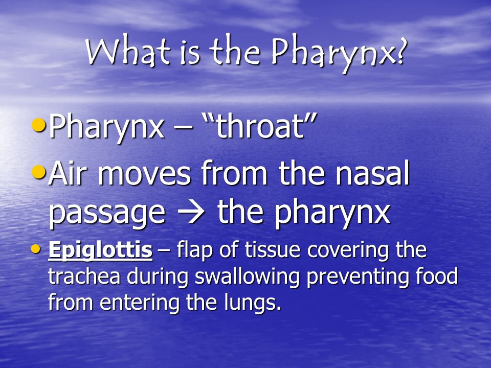 What is the Pharynx.