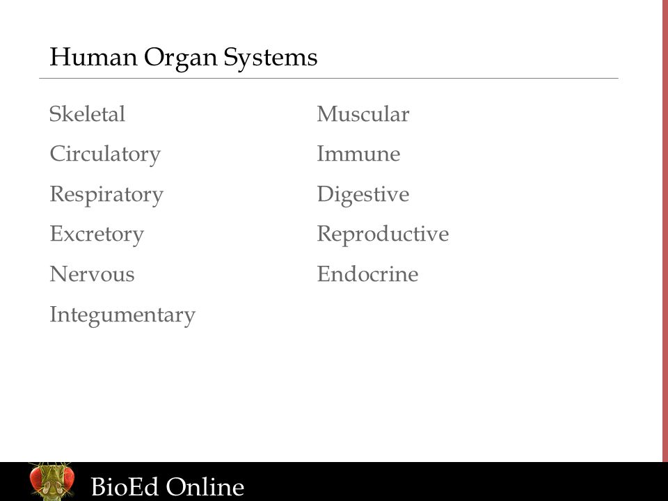 BioEd Online Human Organ Systems SkeletalMuscular CirculatoryImmune RespiratoryDigestive ExcretoryReproductive NervousEndocrine Integumentary