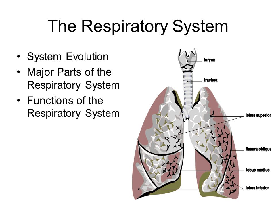Дыхательная латынь. Система органов дыхания на латыни. Respiratory System functions. Дыхательная система латынь. Parts of Respiratory System.