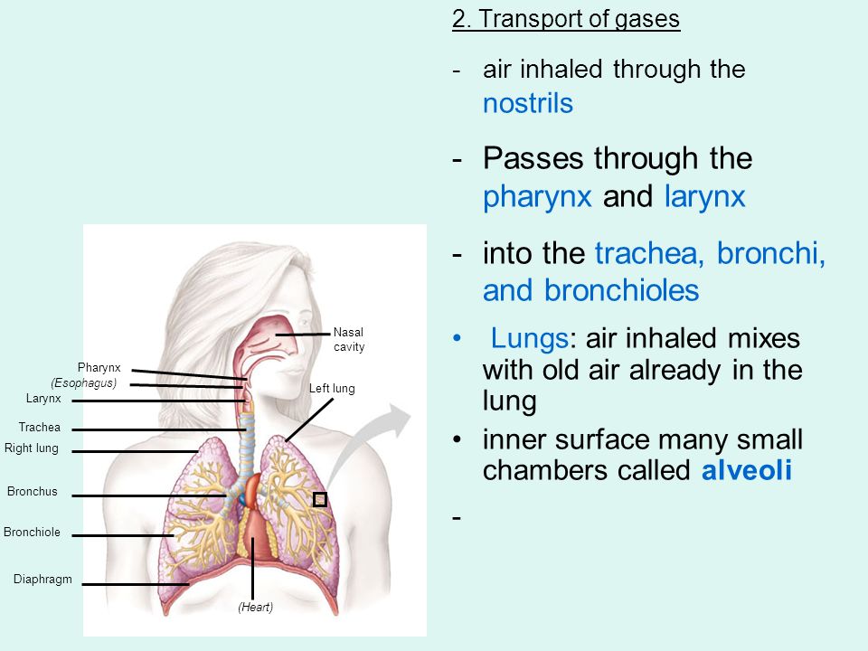 Respiration: involves 1.Breathing 2.transport of gases 3.exchange of ...