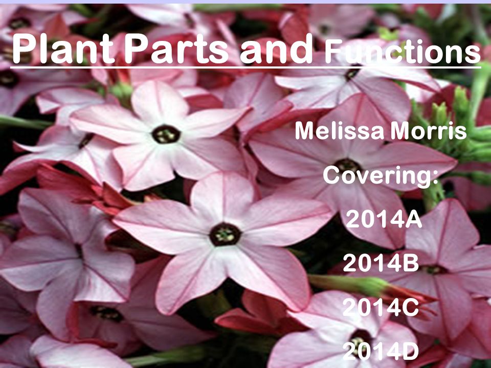 Plant Parts and Functions Melissa Morris Covering: 2014A 2014B 2014C 2014D