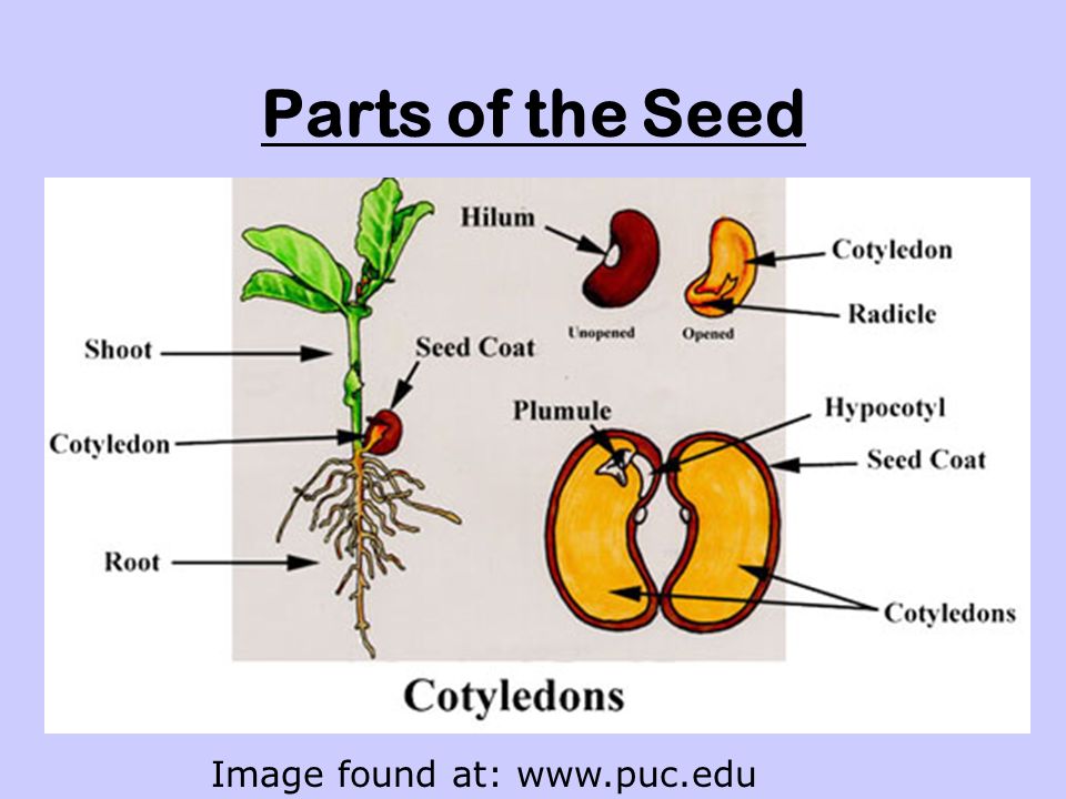 Parts of the Seed Image found at: