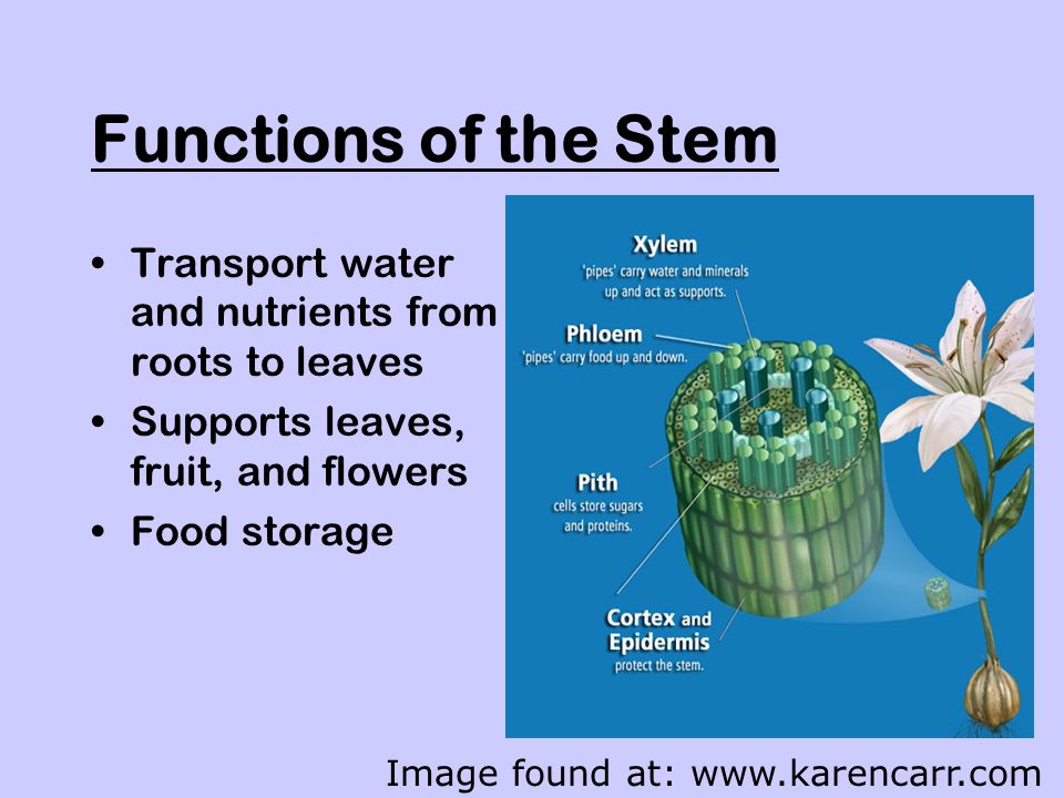 Functions of the Stem Transport water and nutrients from roots to leaves Supports leaves, fruit, and flowers Food storage Image found at: