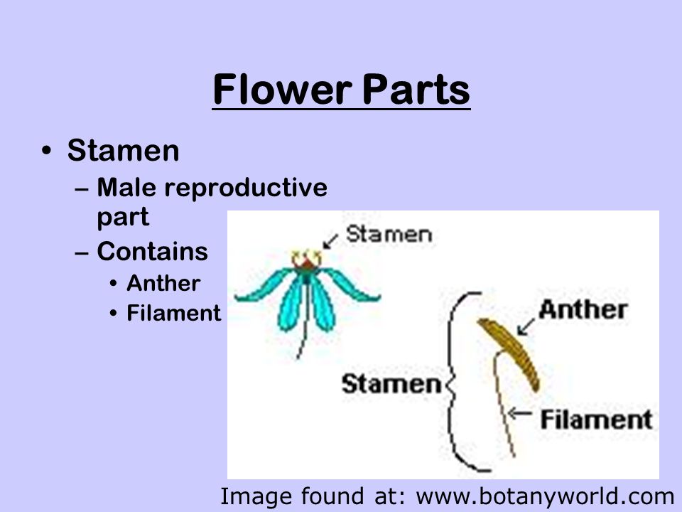 Flower Parts Stamen –Male reproductive part –Contains Anther Filament Image found at: