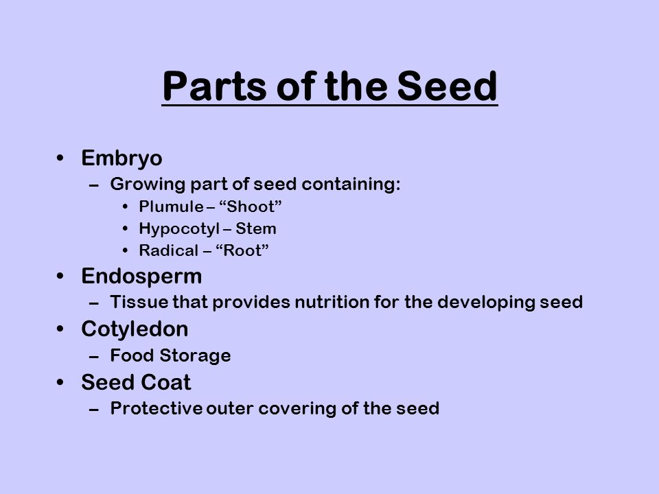 Parts of the Seed Embryo –Growing part of seed containing: Plumule – Shoot Hypocotyl – Stem Radical – Root Endosperm –Tissue that provides nutrition for the developing seed Cotyledon –Food Storage Seed Coat –Protective outer covering of the seed