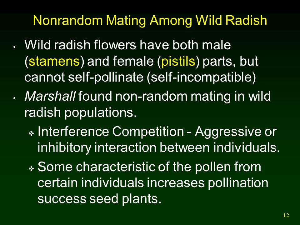 12 Nonrandom Mating Among Wild Radish Wild radish flowers have both male (stamens) and female (pistils) parts, but cannot self-pollinate (self-incompatible) Marshall found non-random mating in wild radish populations.