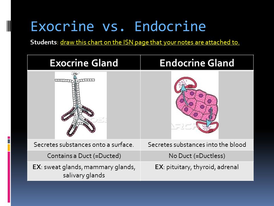 Exocrine vs.