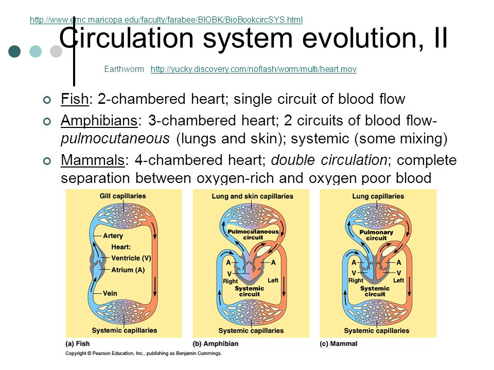 Circulation system evolution, II Fish: 2-chambered heart; single circuit of blood flow Amphibians: 3-chambered heart; 2 circuits of blood flow- pulmocutaneous (lungs and skin); systemic (some mixing) Mammals: 4-chambered heart; double circulation; complete separation between oxygen-rich and oxygen poor blood Earthworm