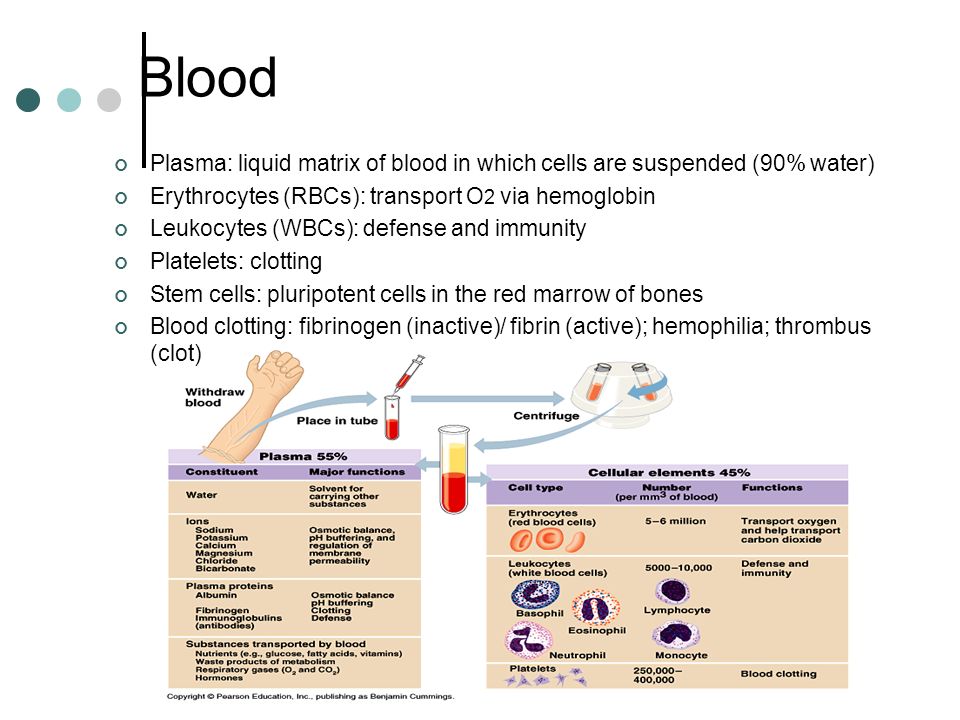Blood Plasma: liquid matrix of blood in which cells are suspended (90% water) Erythrocytes (RBCs): transport O 2 via hemoglobin Leukocytes (WBCs): defense and immunity Platelets: clotting Stem cells: pluripotent cells in the red marrow of bones Blood clotting: fibrinogen (inactive)/ fibrin (active); hemophilia; thrombus (clot)