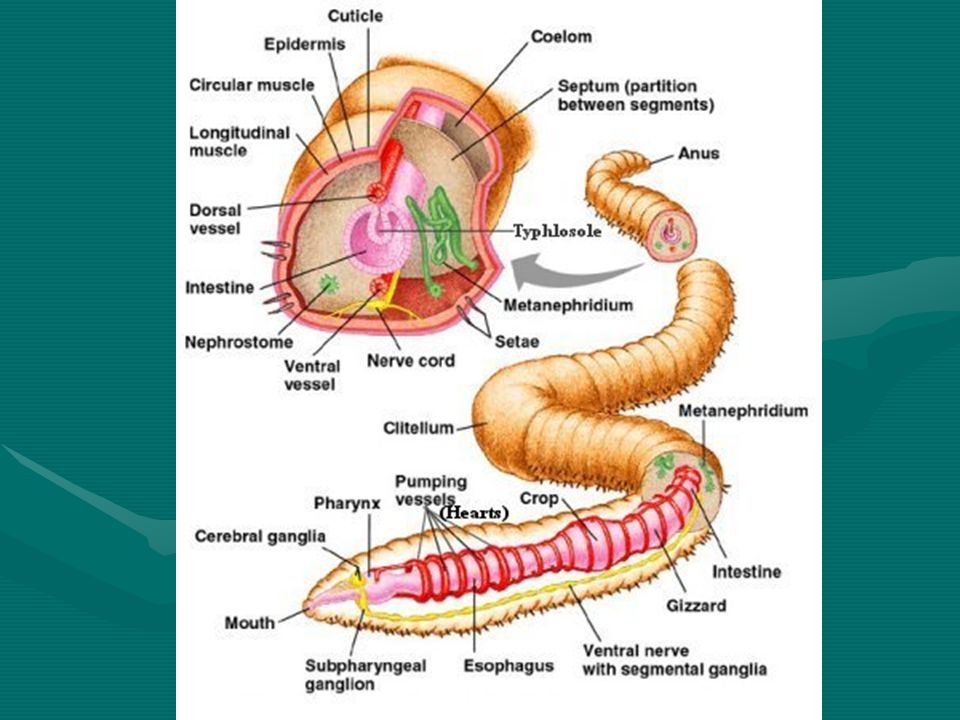 PYLUM ANNELIDA – segmented worms. Annelids Representative species