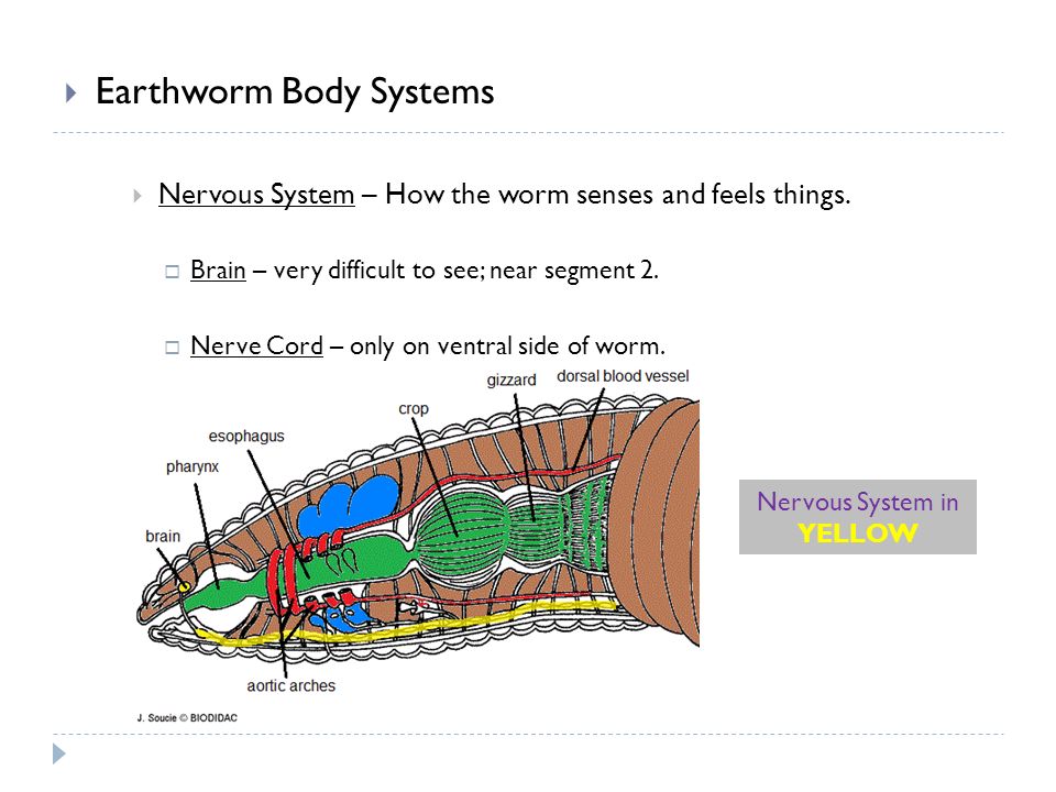 Earthworm Lab Preview April 16,  General Terms for an Animal's Structure:   Dorsal – top side  Ventral – bottom side  Anterior – front of the. -  ppt download