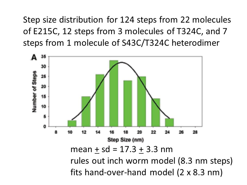 Step size distribution for 124 steps from 22 molecules of E215C, 12 steps from 3 molecules of T324C, and 7 steps from 1 molecule of S43C/T324C heterodimer mean + sd = nm rules out inch worm model (8.3 nm steps) fits hand-over-hand model (2 x 8.3 nm)