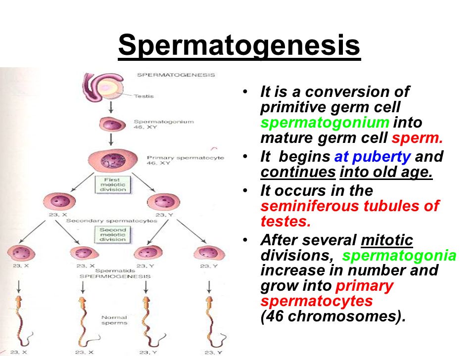 Chromosomes in mature sperm pics 452