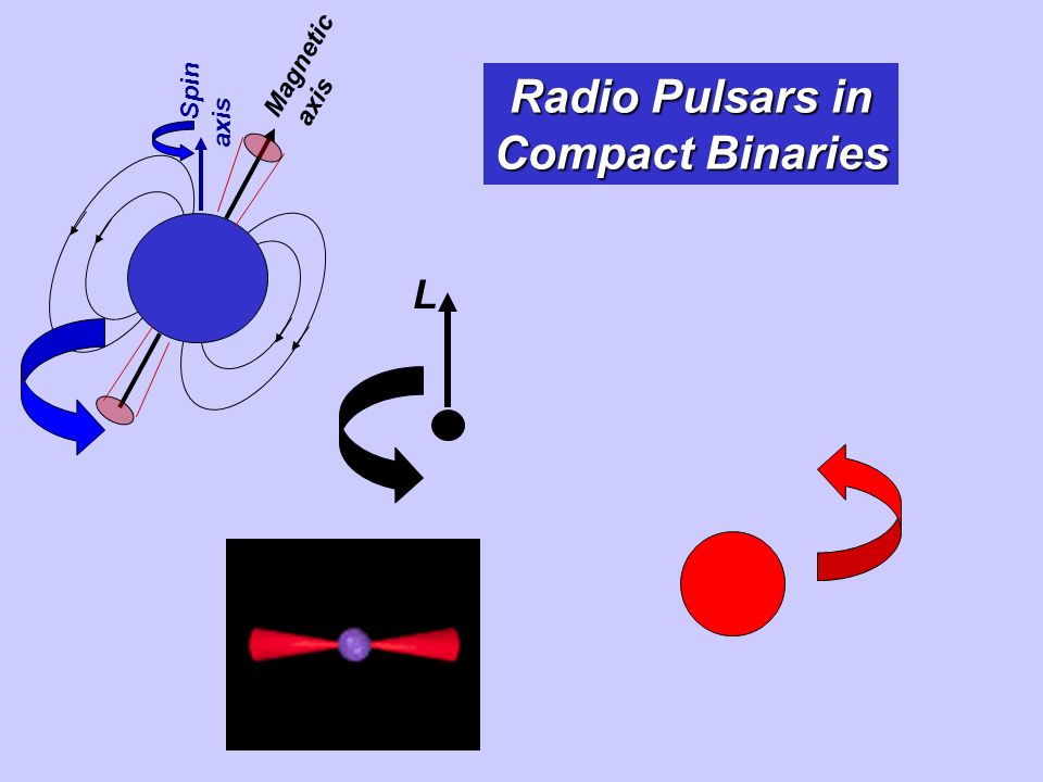 Radio Pulsars in Compact Binaries Spin axis Magnetic axis L