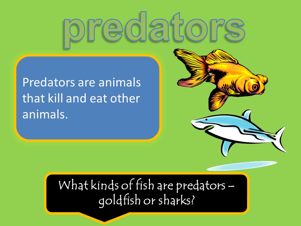 Predators are animals that kill and eat other animals.