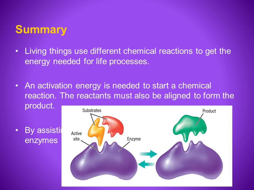 enzymes function enzymes biology