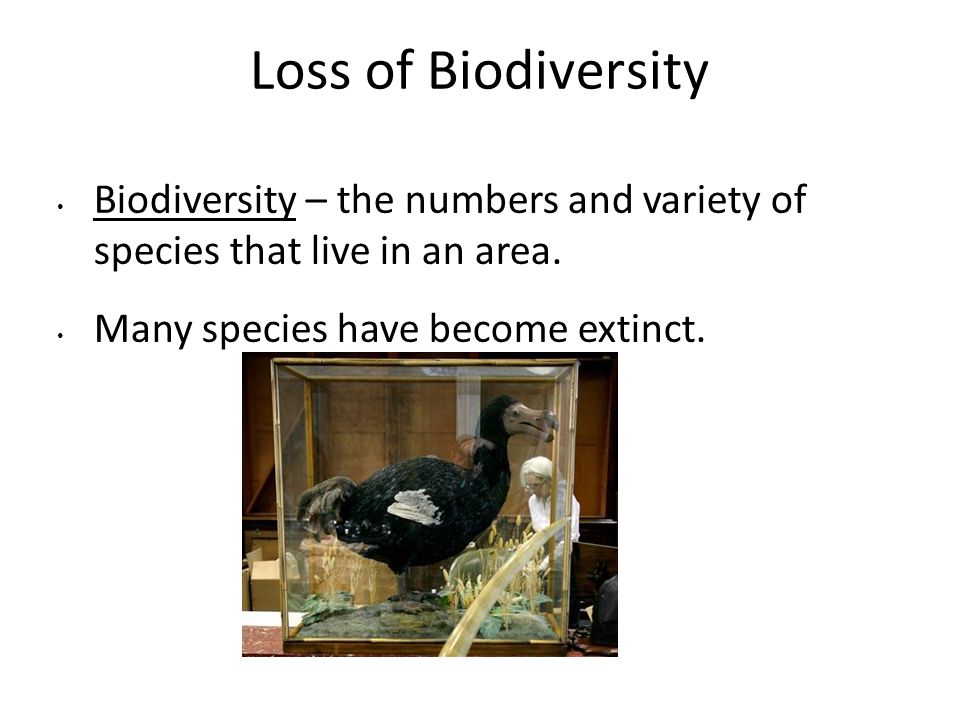 Loss of Biodiversity Biodiversity – the numbers and variety of species that live in an area.