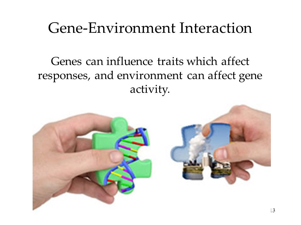 13 Gene-Environment Interaction Genes can influence traits which affect responses, and environment can affect gene activity.