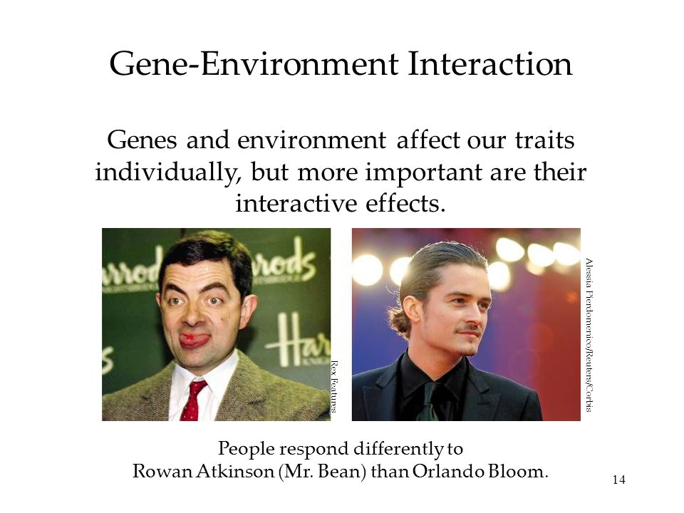 14 Gene-Environment Interaction Genes and environment affect our traits individually, but more important are their interactive effects.