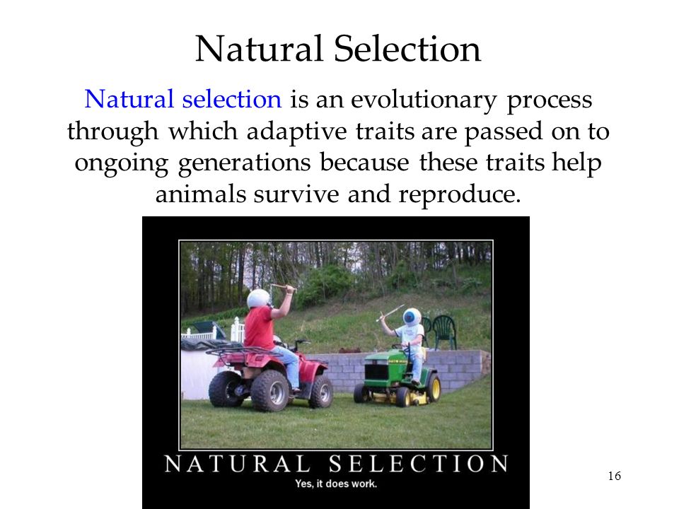 16 Natural Selection Natural selection is an evolutionary process through which adaptive traits are passed on to ongoing generations because these traits help animals survive and reproduce.