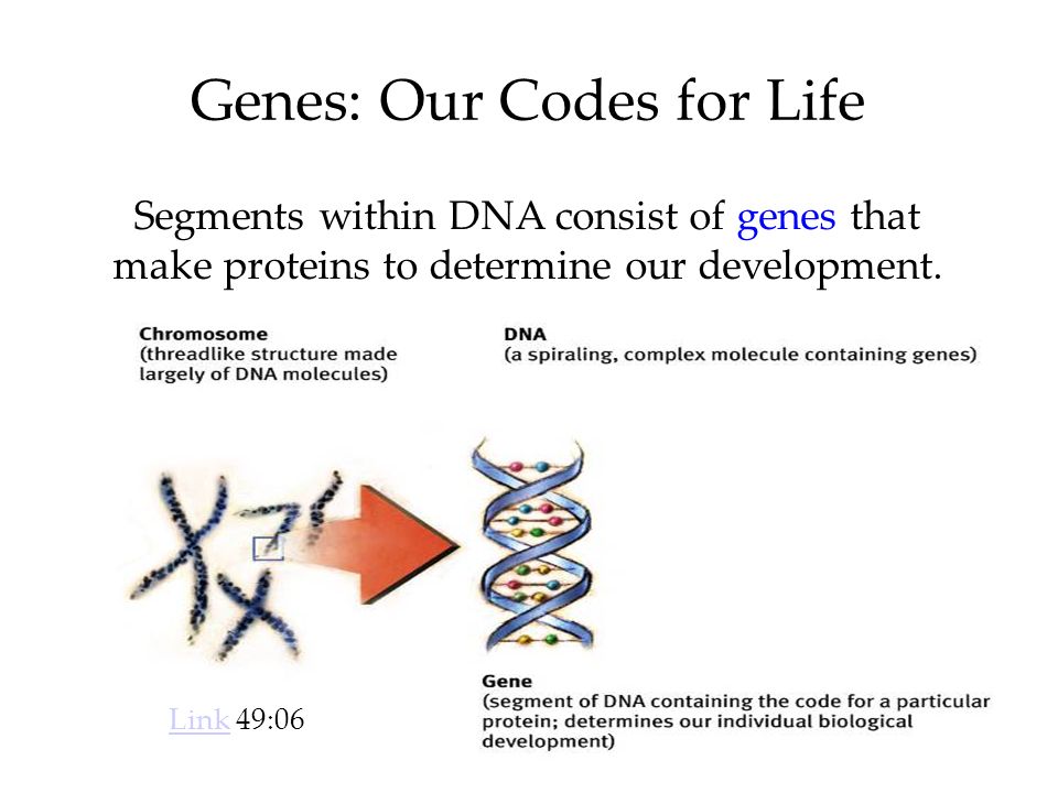 4 Genes: Our Codes for Life Segments within DNA consist of genes that make proteins to determine our development.