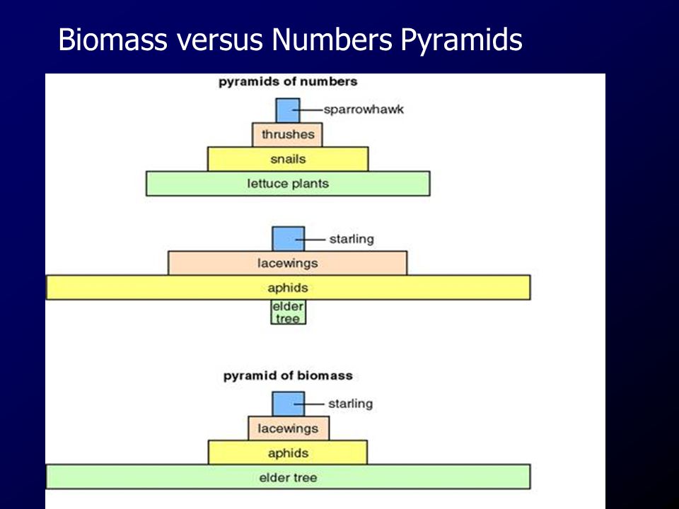 Biomass versus Numbers Pyramids