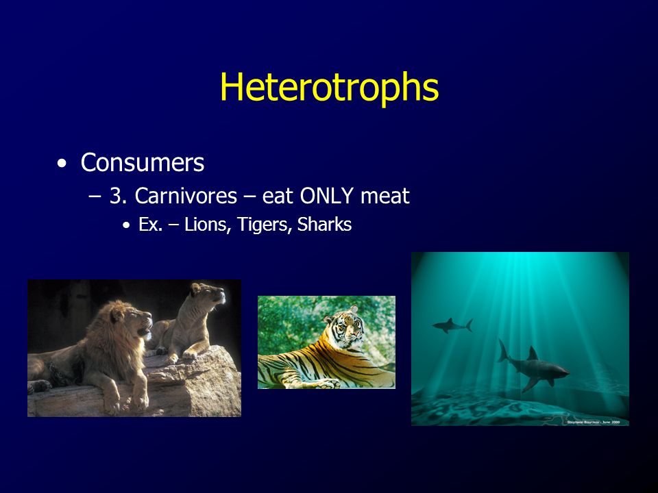 Heterotrophs Consumers –3. Carnivores – eat ONLY meat Ex. – Lions, Tigers, Sharks
