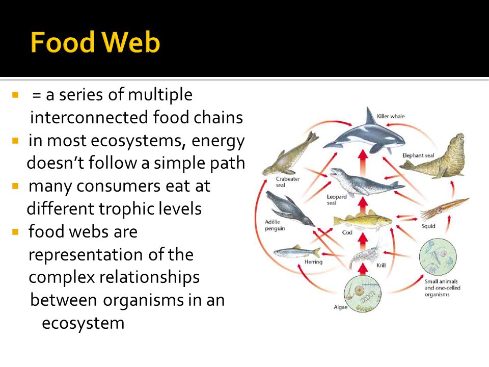  = a series of multiple interconnected food chains.