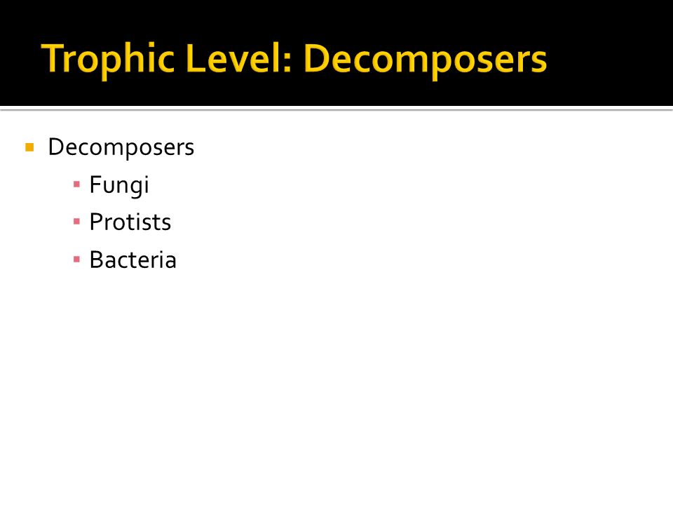  Decomposers ▪ Fungi ▪ Protists ▪ Bacteria