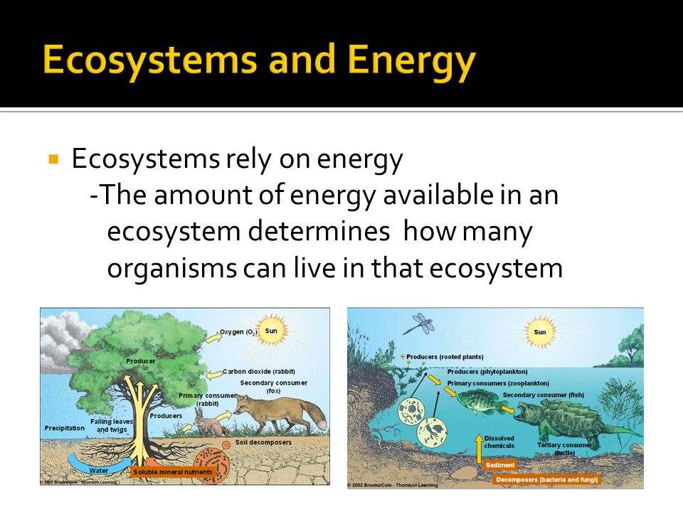  Ecosystems rely on energy -The amount of energy available in an ecosystem determines how many organisms can live in that ecosystem