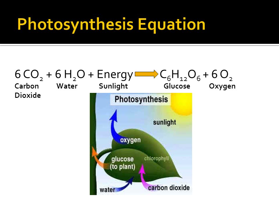 6 CO H 2 O + Energy C 6 H 12 O O 2 Carbon Water Sunlight Glucose Oxygen Dioxide