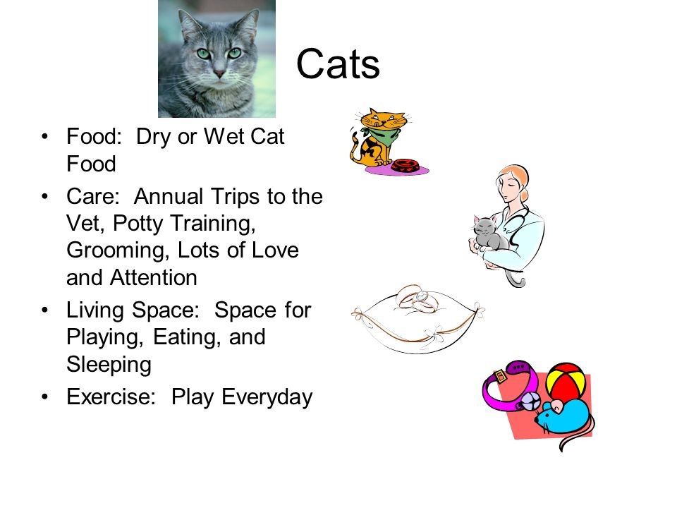 Cats Food: Dry or Wet Cat Food Care: Annual Trips to the Vet, Potty Training, Grooming, Lots of Love and Attention Living Space: Space for Playing, Eating, and Sleeping Exercise: Play Everyday