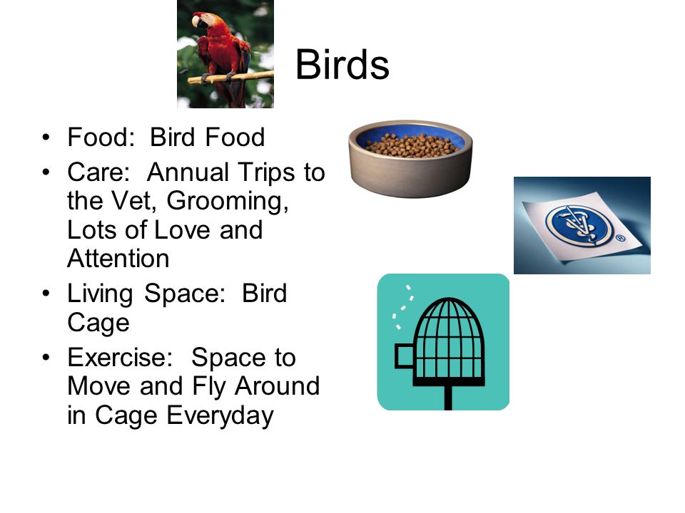 Birds Food: Bird Food Care: Annual Trips to the Vet, Grooming, Lots of Love and Attention Living Space: Bird Cage Exercise: Space to Move and Fly Around in Cage Everyday