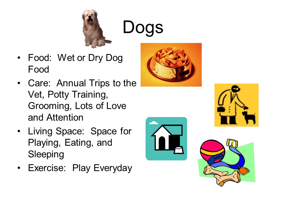 Dogs Food: Wet or Dry Dog Food Care: Annual Trips to the Vet, Potty Training, Grooming, Lots of Love and Attention Living Space: Space for Playing, Eating, and Sleeping Exercise: Play Everyday