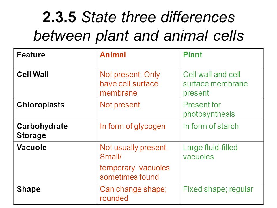  Eukaryotic Cells Draw and label a diagram of the ultrastructure of a  liver cell as an example of an animal cell. - ppt download