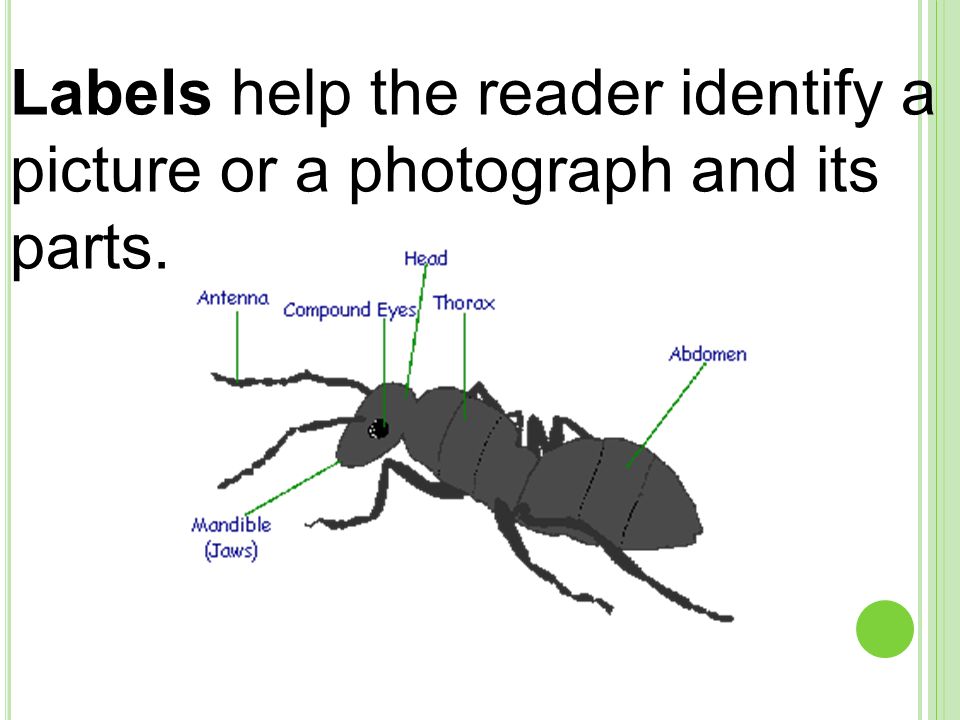 Labels help the reader identify a picture or a photograph and its parts.