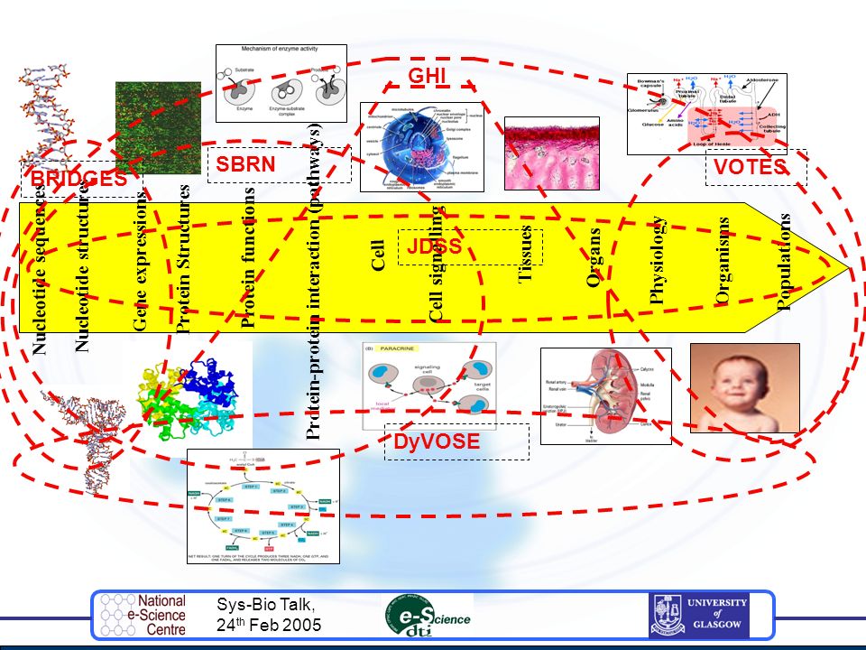 Sys-Bio Talk, 24 th Feb 2005 Nucleotide sequences Nucleotide structures Gene expressions Protein Structures Protein functions Protein-protein interaction (pathways) Cell Cell signalling Tissues Organs PhysiologyOrganisms Populations BRIDGES SBRN VOTES DyVOSE GHI JDSS