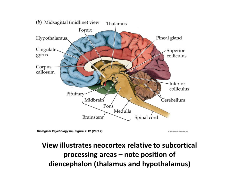 View illustrates neocortex relative to subcortical processing areas – note position of diencephalon (thalamus and hypothalamus)