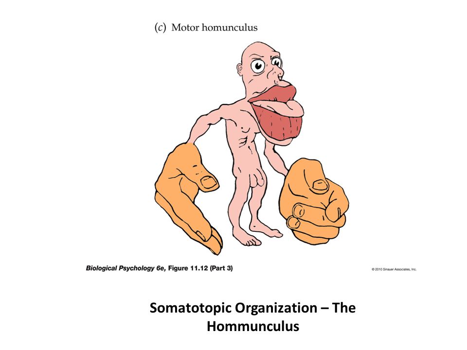 Somatotopic Organization – The Hommunculus