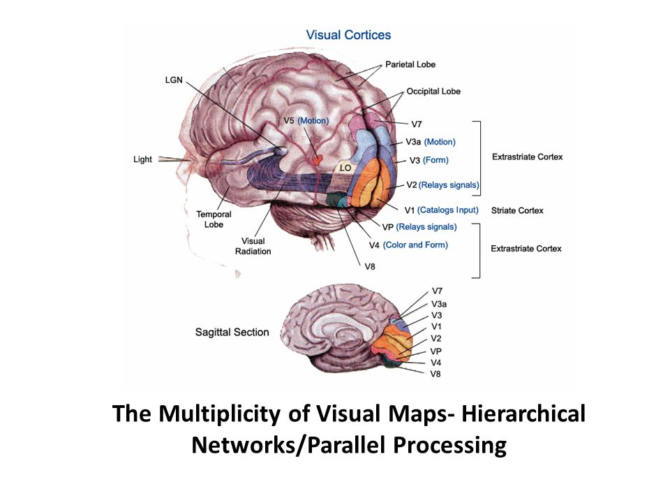 The Multiplicity of Visual Maps- Hierarchical Networks/Parallel Processing