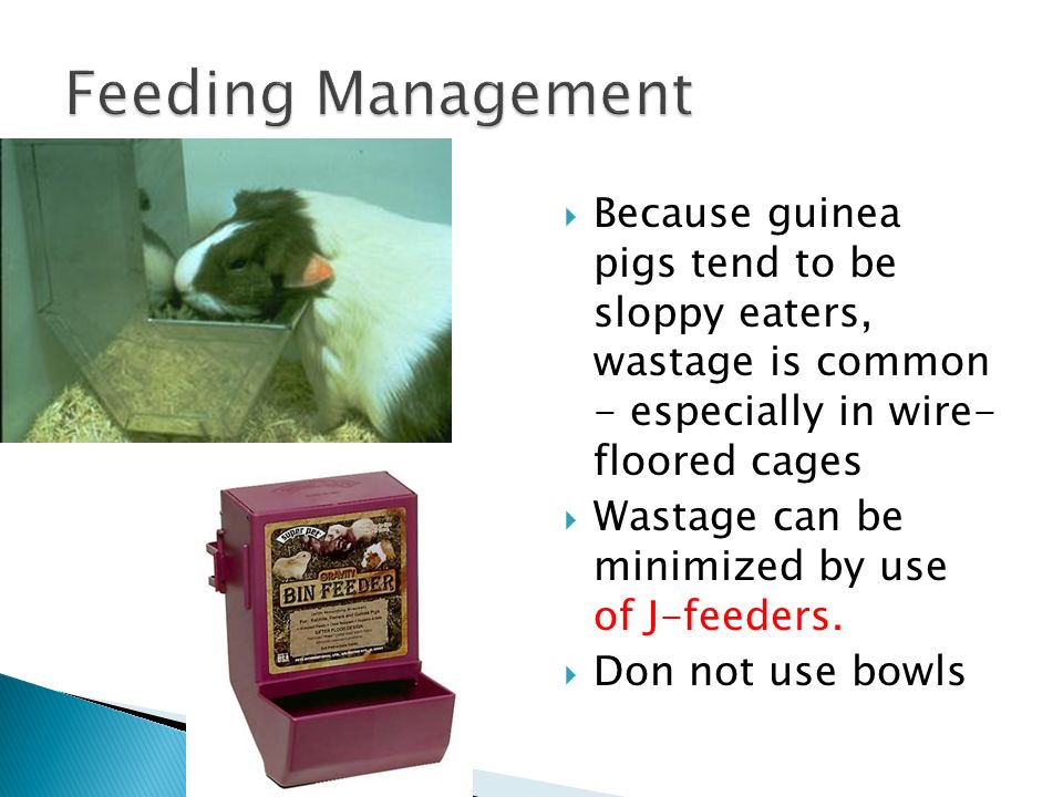  Because guinea pigs tend to be sloppy eaters, wastage is common - especially in wire- floored cages  Wastage can be minimized by use of J-feeders.