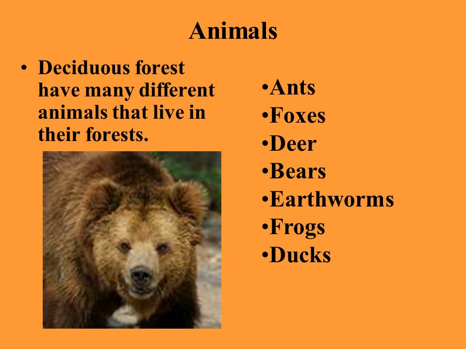 The Deciduous Forests of the World By: Chad, Jakob, David, & Thomas. - ppt  download