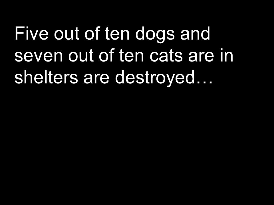 Five out of ten dogs and seven out of ten cats are in shelters are destroyed…