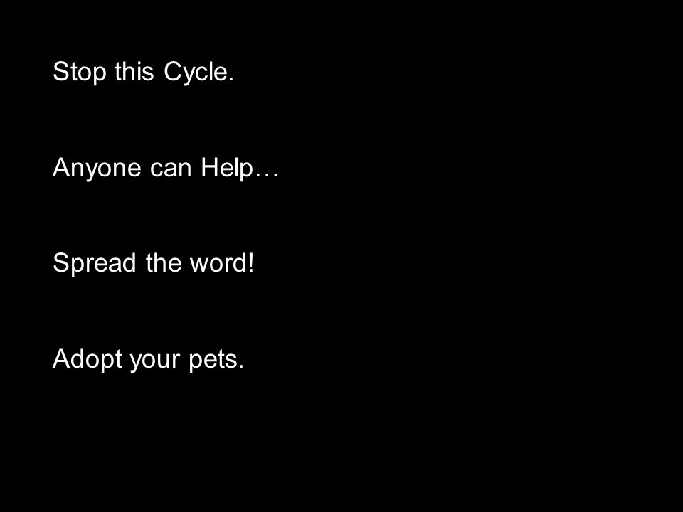 Stop this Cycle. Anyone can Help… Spread the word! Adopt your pets.