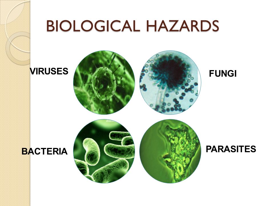Бактерии вирусы грибы биология. Вирусы и бактерии. Бактерии вирусы грибки. Бактерии вирусы простейшие. Бактерии вирусы риккетсии грибки.