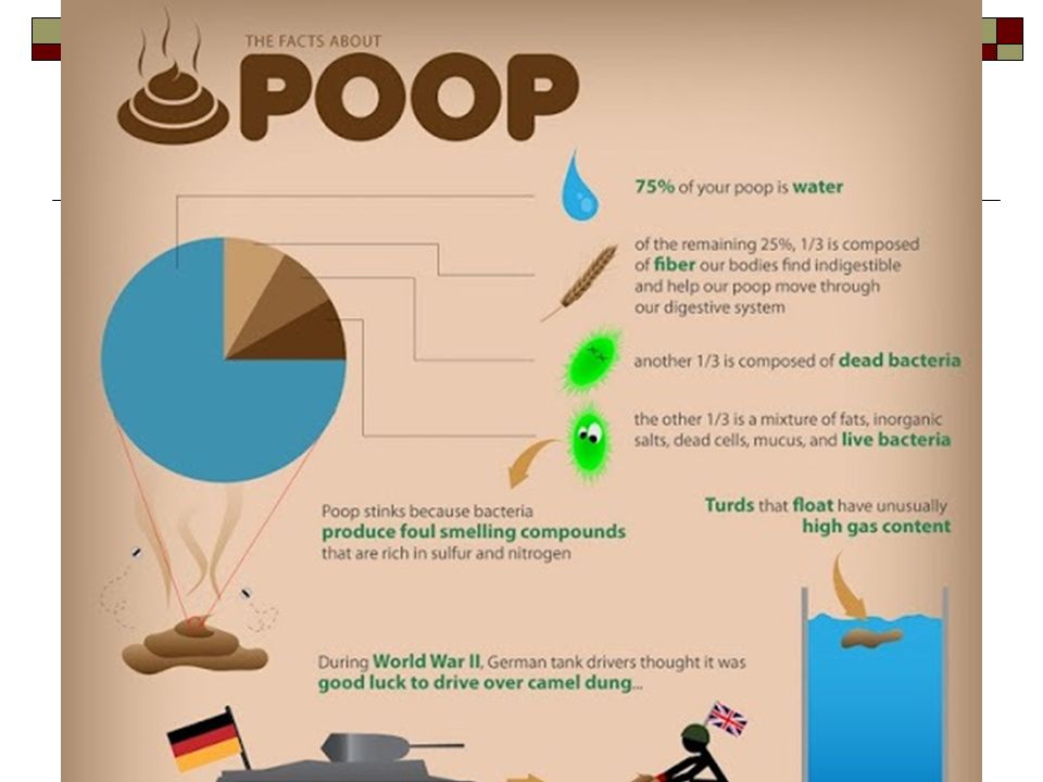 All About Poop – The “POOP TALK” scatology (skuh-TOL-uh-jee) noun: the ...