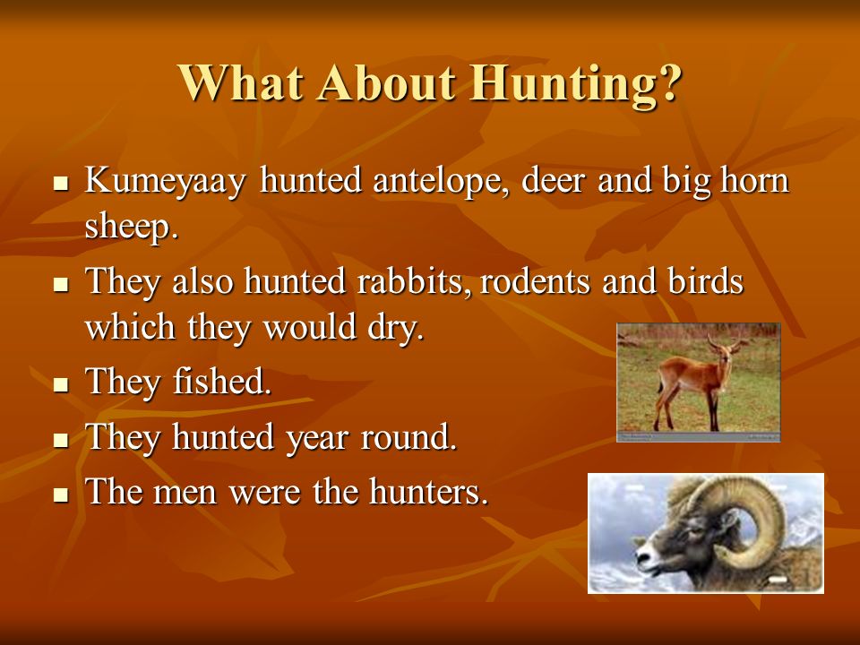 What About Hunting. Kumeyaay hunted antelope, deer and big horn sheep.