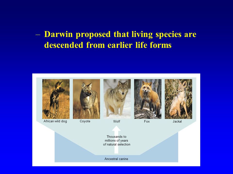 –Darwin proposed that living species a re descended from earlier life forms Thousands to millions of years of natural selection Ancestral canine African wild dogCoyote Wolf Fox Jackal