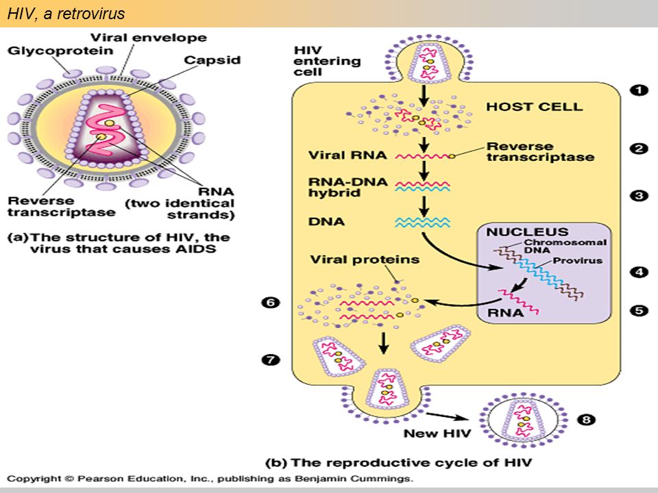 HIV, a retrovirus