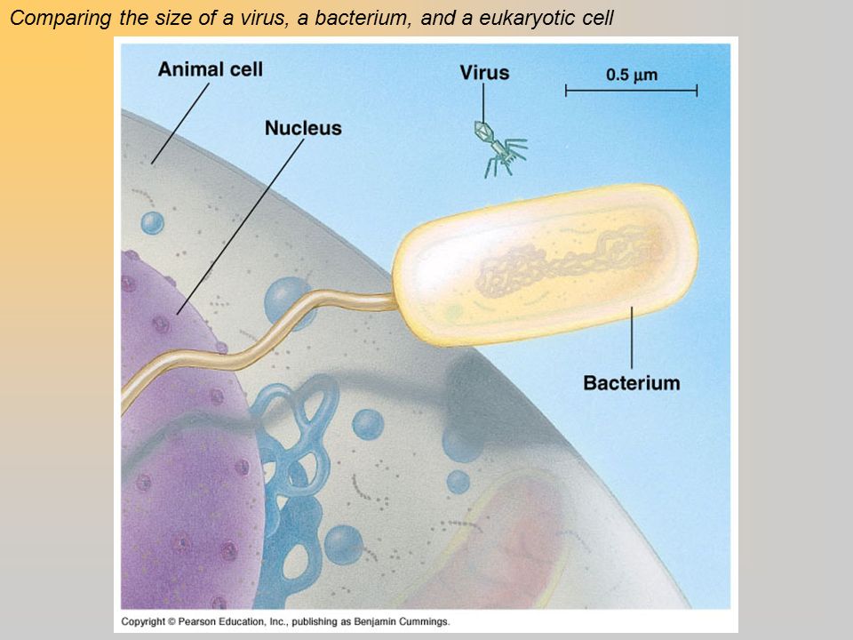 Comparing the size of a virus, a bacterium, and a eukaryotic cell
